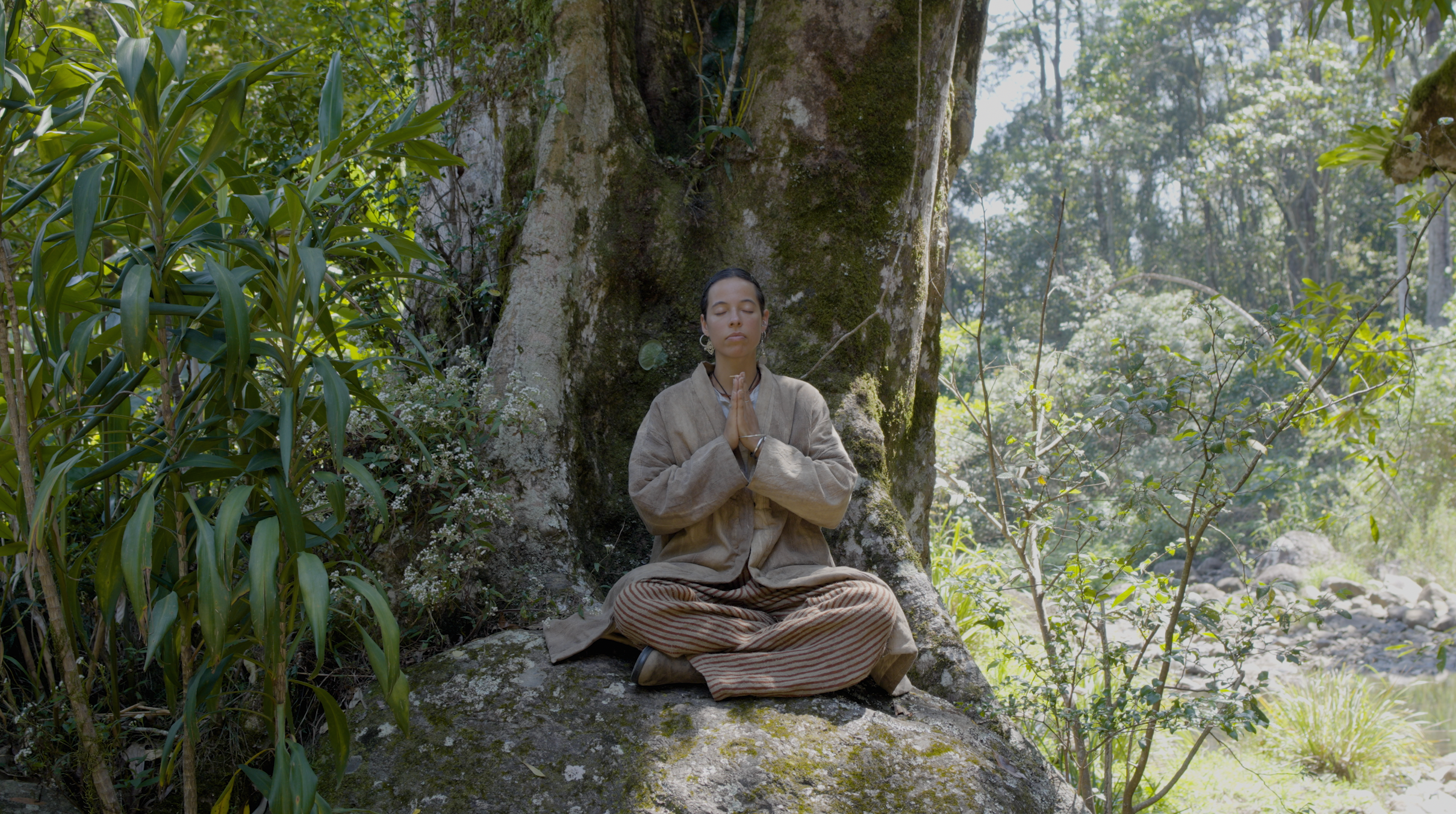 A person sitting in meditation at the base of a large tree in a green forest