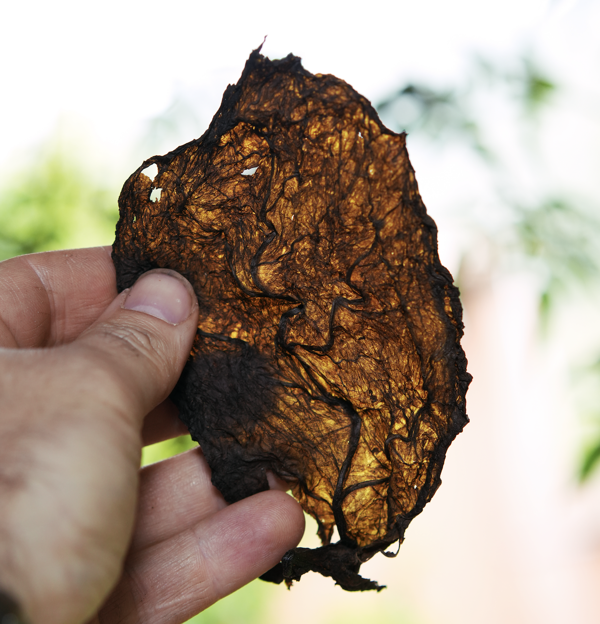 A Tobacco leaf held up to the light