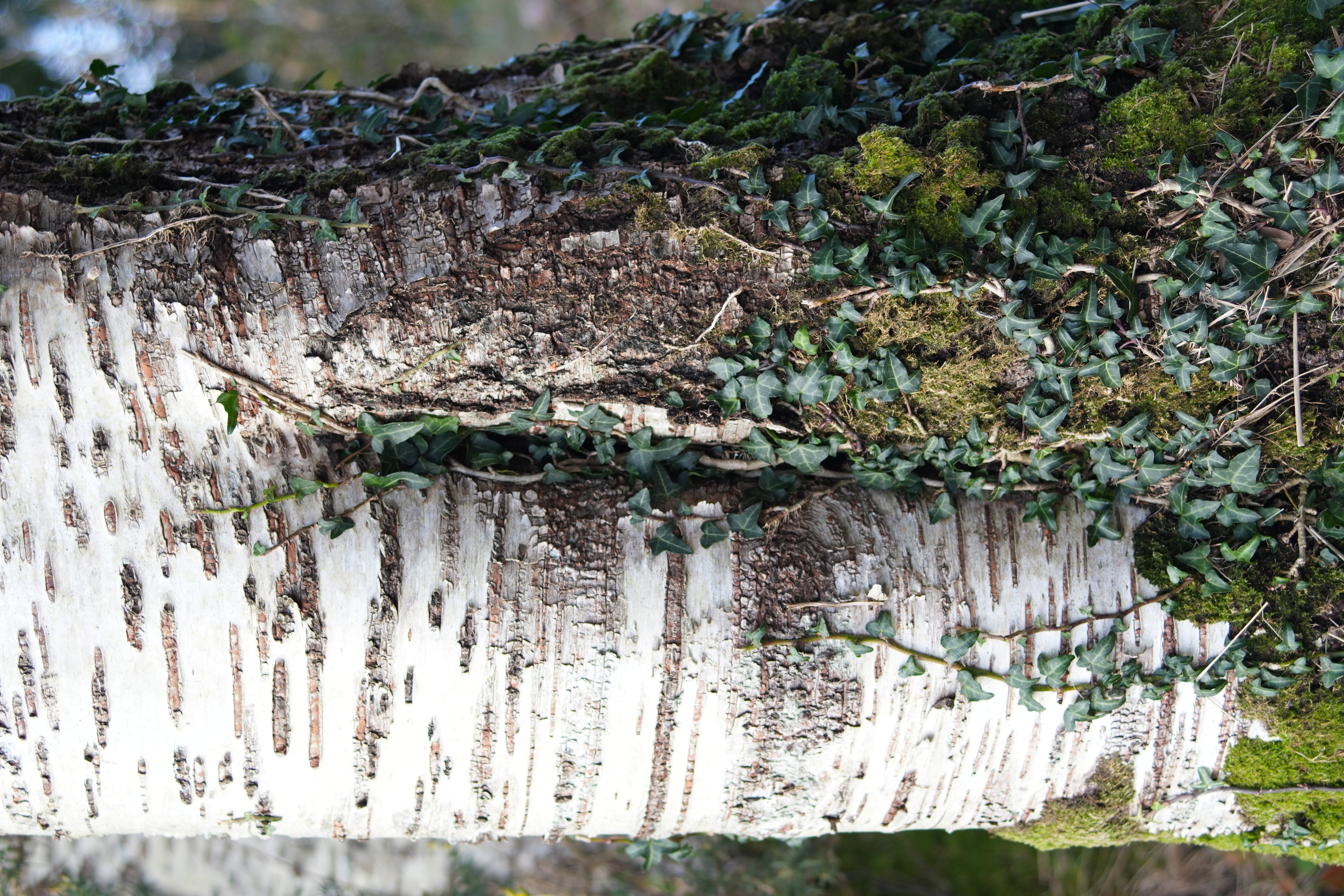 White Birch