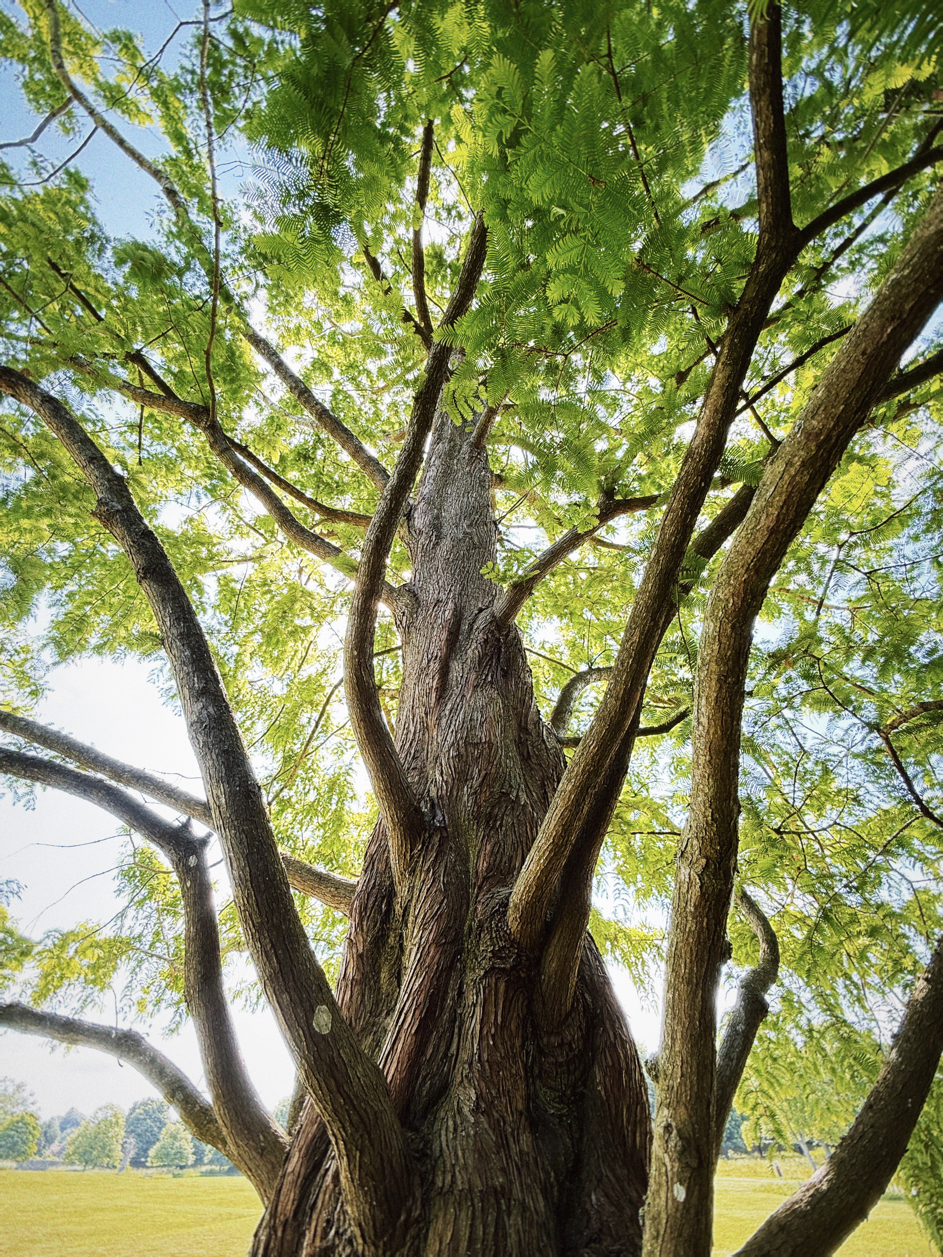 Metasequoia