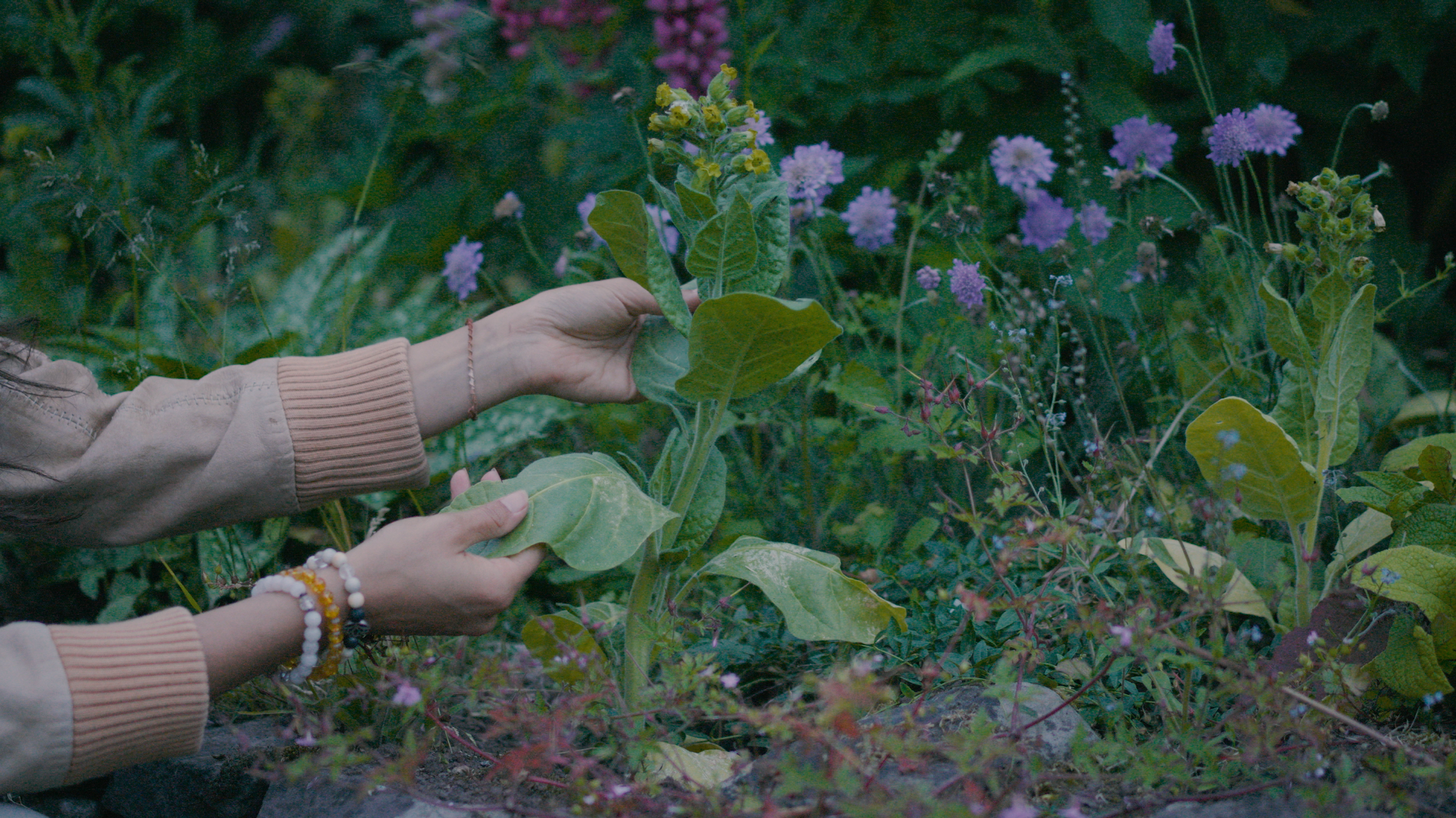 Hands tending tobacco plants in a garden