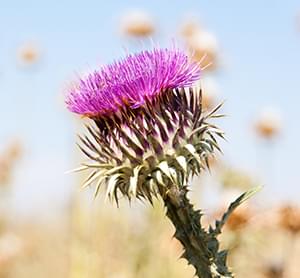 Milk Thistle
