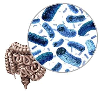 Healthy gut flora and the gut-liver connection
