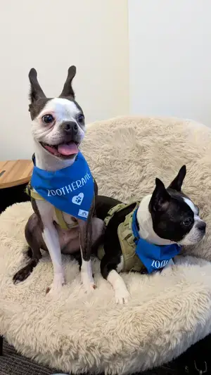 Matcha et Taro, deux Boston terriers, assis sur un fauteuil du bureau