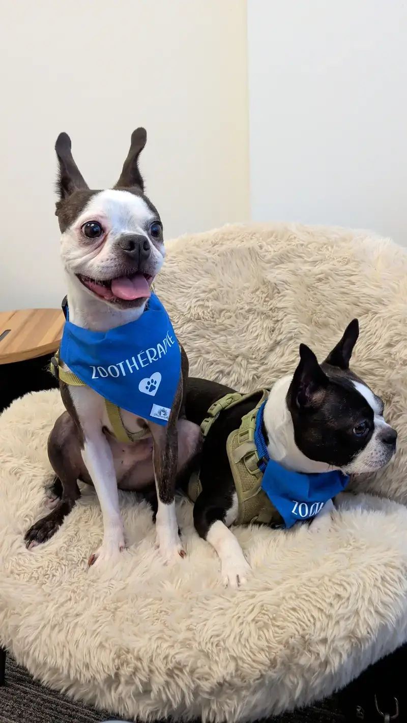Matcha et Taro, deux Boston terriers, assis sur un fauteuil du bureau