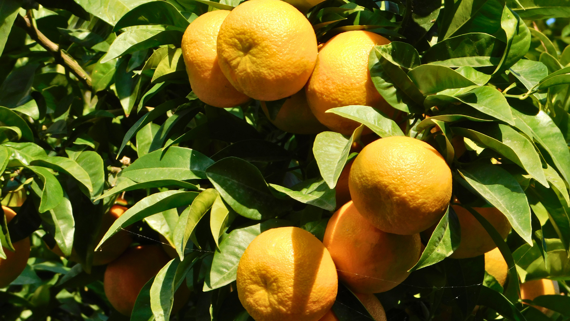 Bitter orange leaves