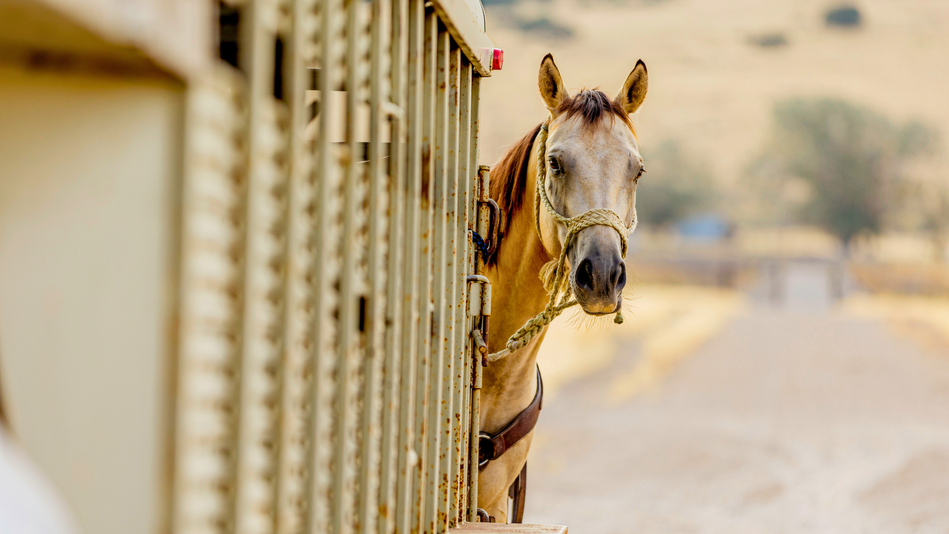 Horse and trailer