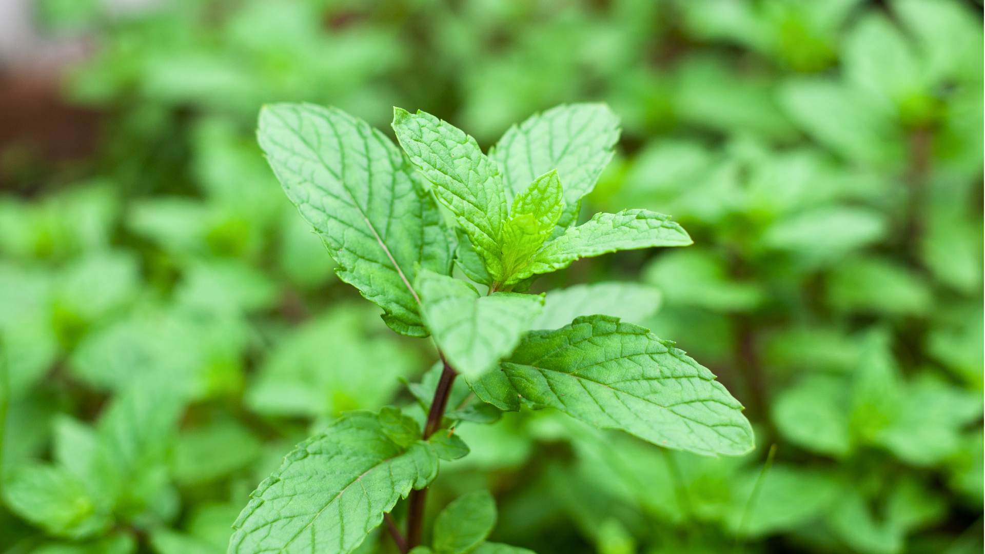 Peppermint