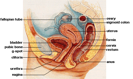 Female-anatomy