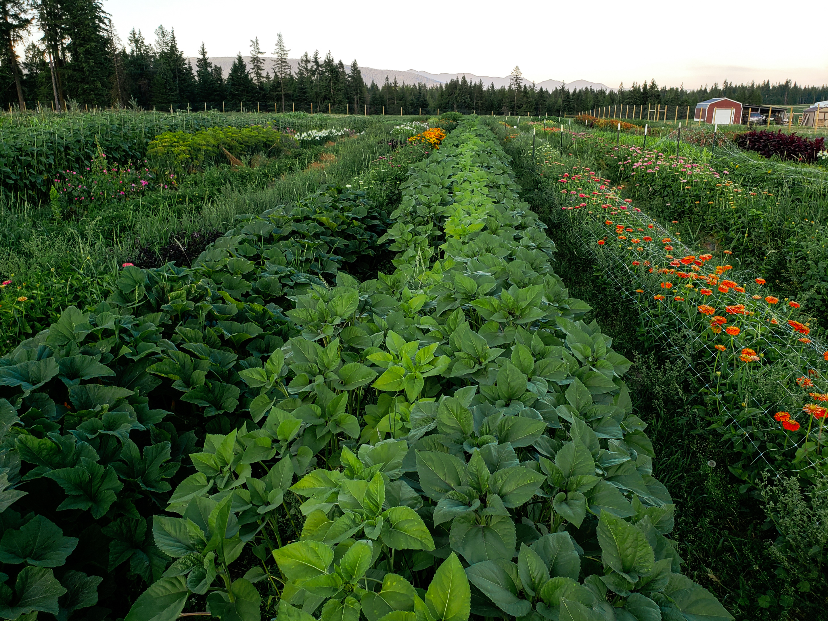 Garden-grown arrangement