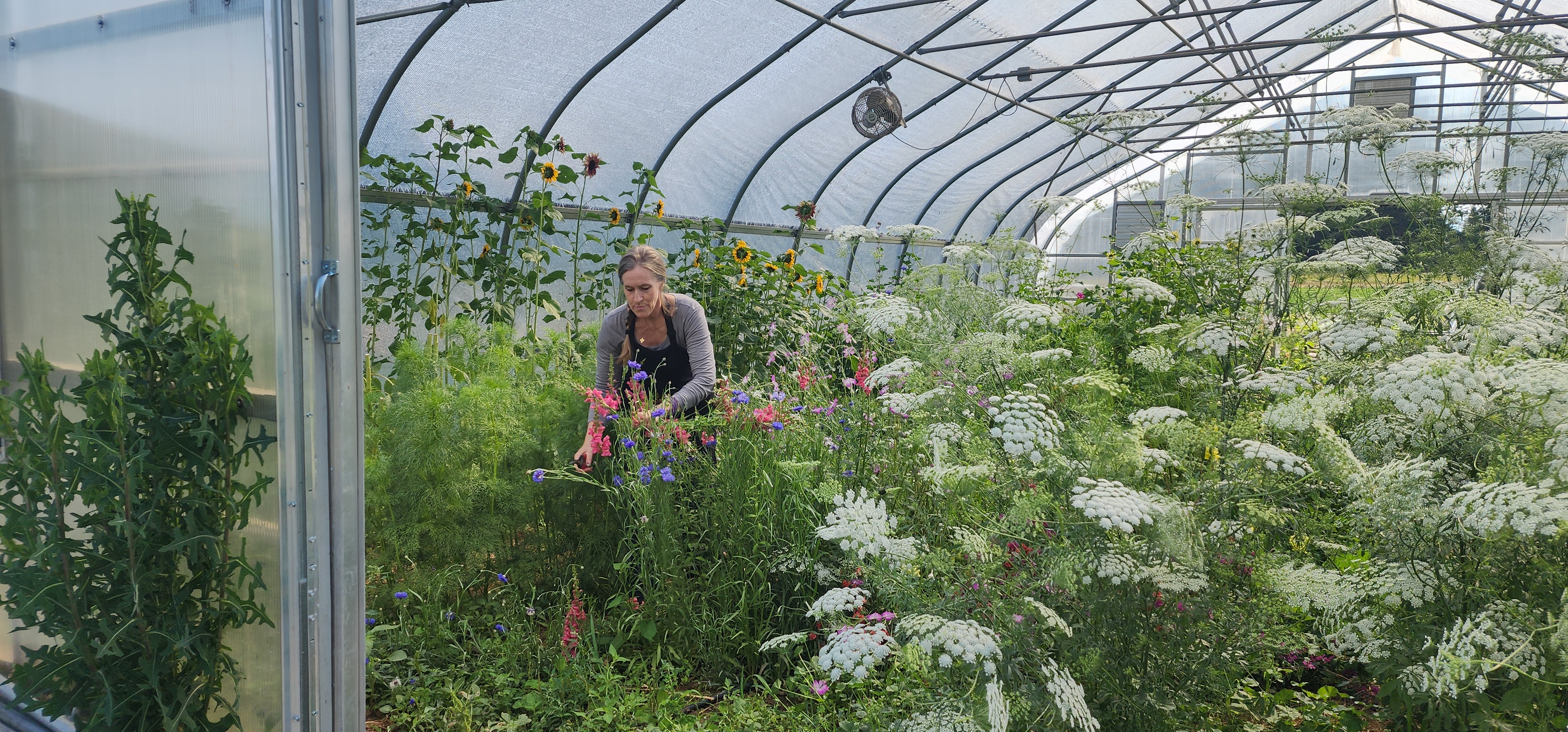 Paula growing — in the garden 5