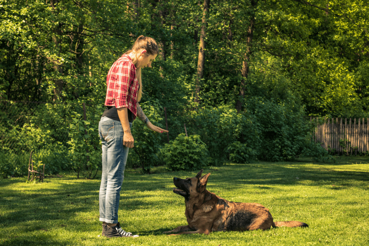 puppy-boarding