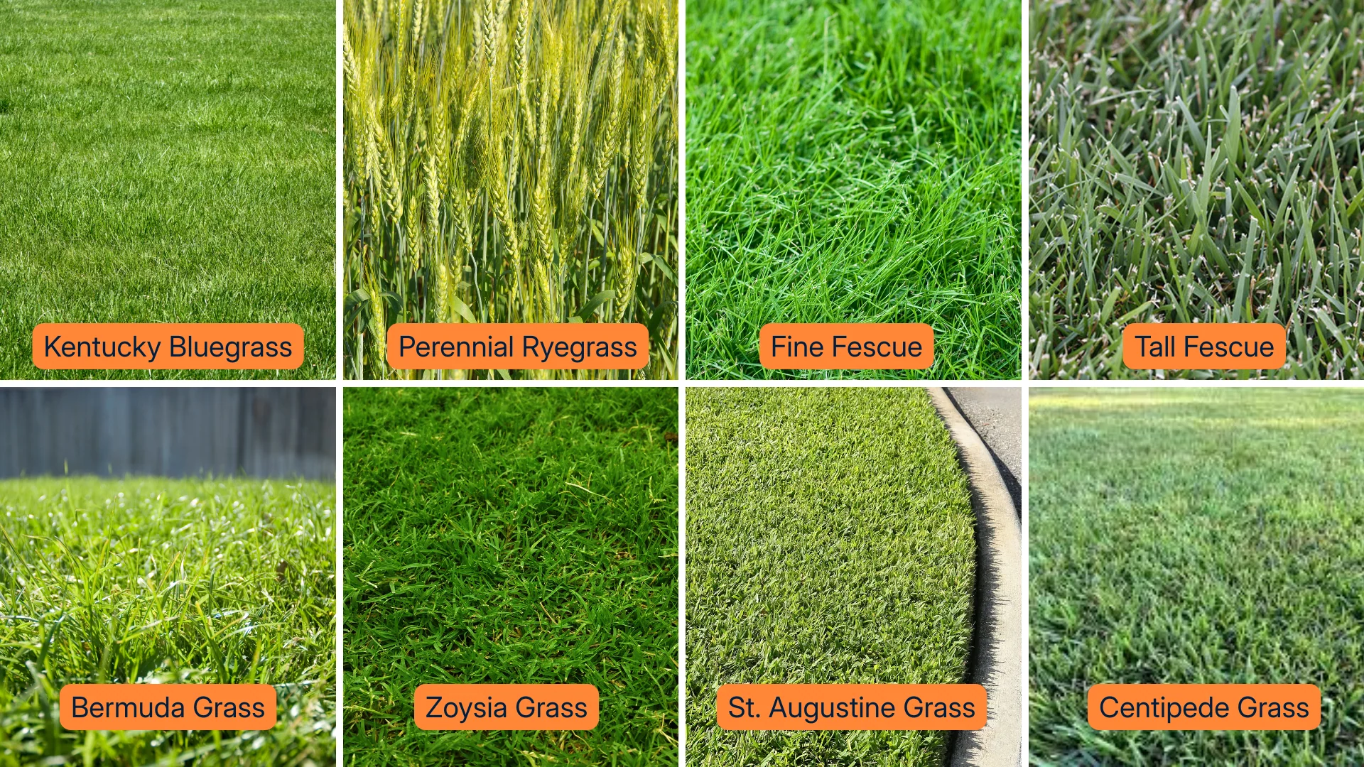 Comparison of St. Augustine, Zoysia, and Bahia grass showing texture and growth differences