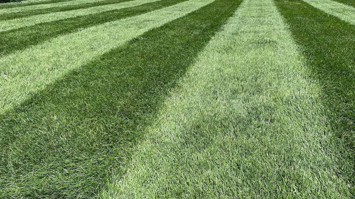 Bahia or Zoysia grass lawn in Florida showing low-maintenance turf in sunny conditions
