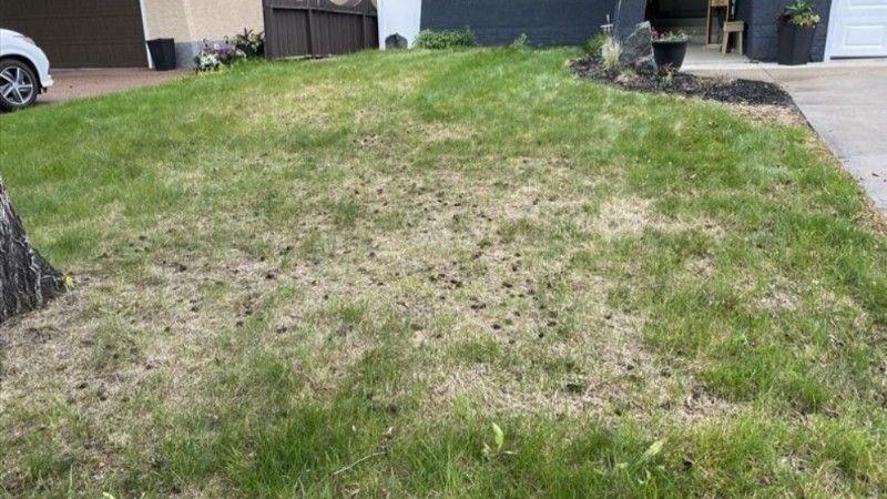 Overgrown lawn showing effects of inconsistent lawn care and missed maintenance