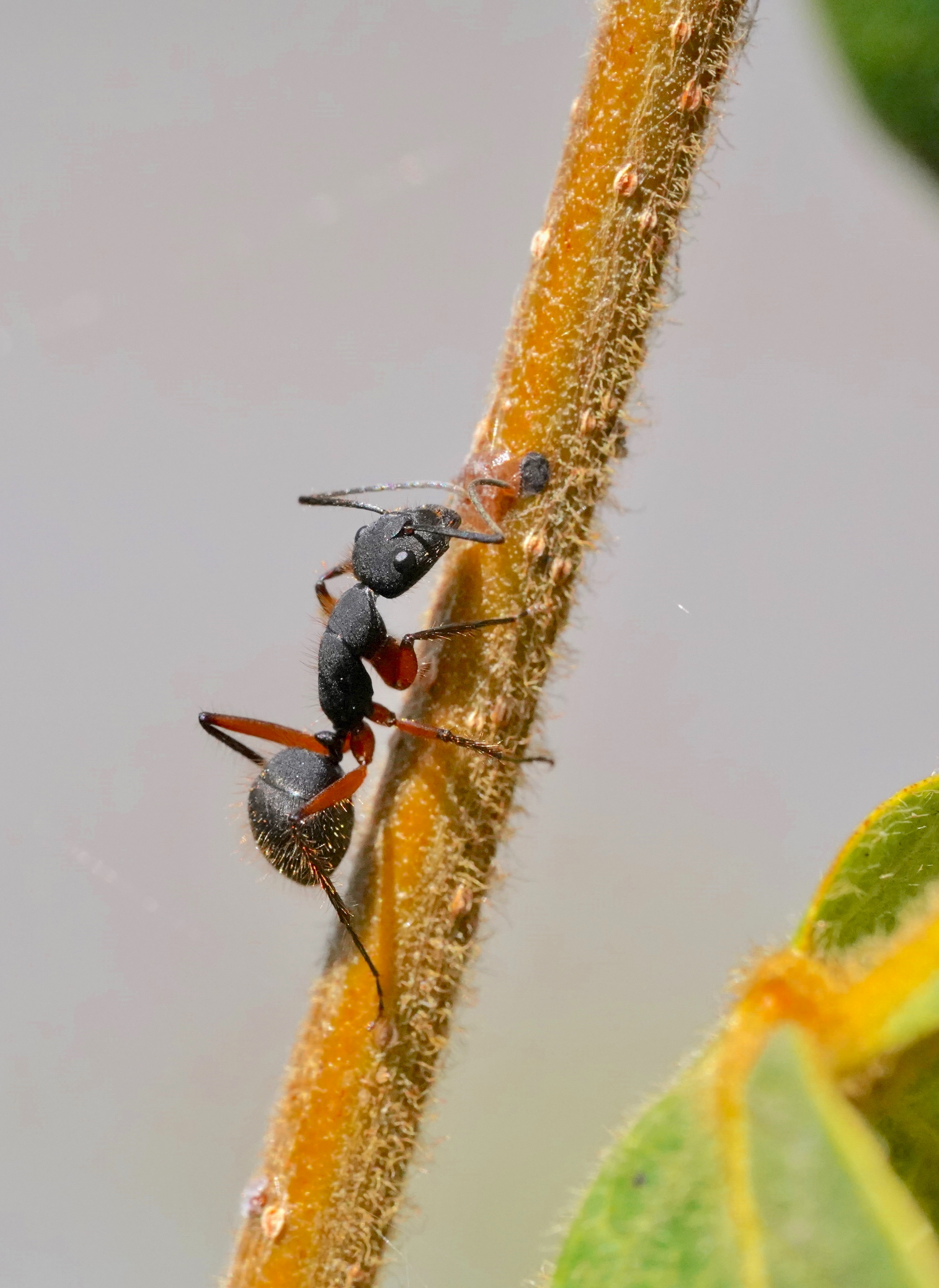 photograph of an ant climbing a blade of grass
