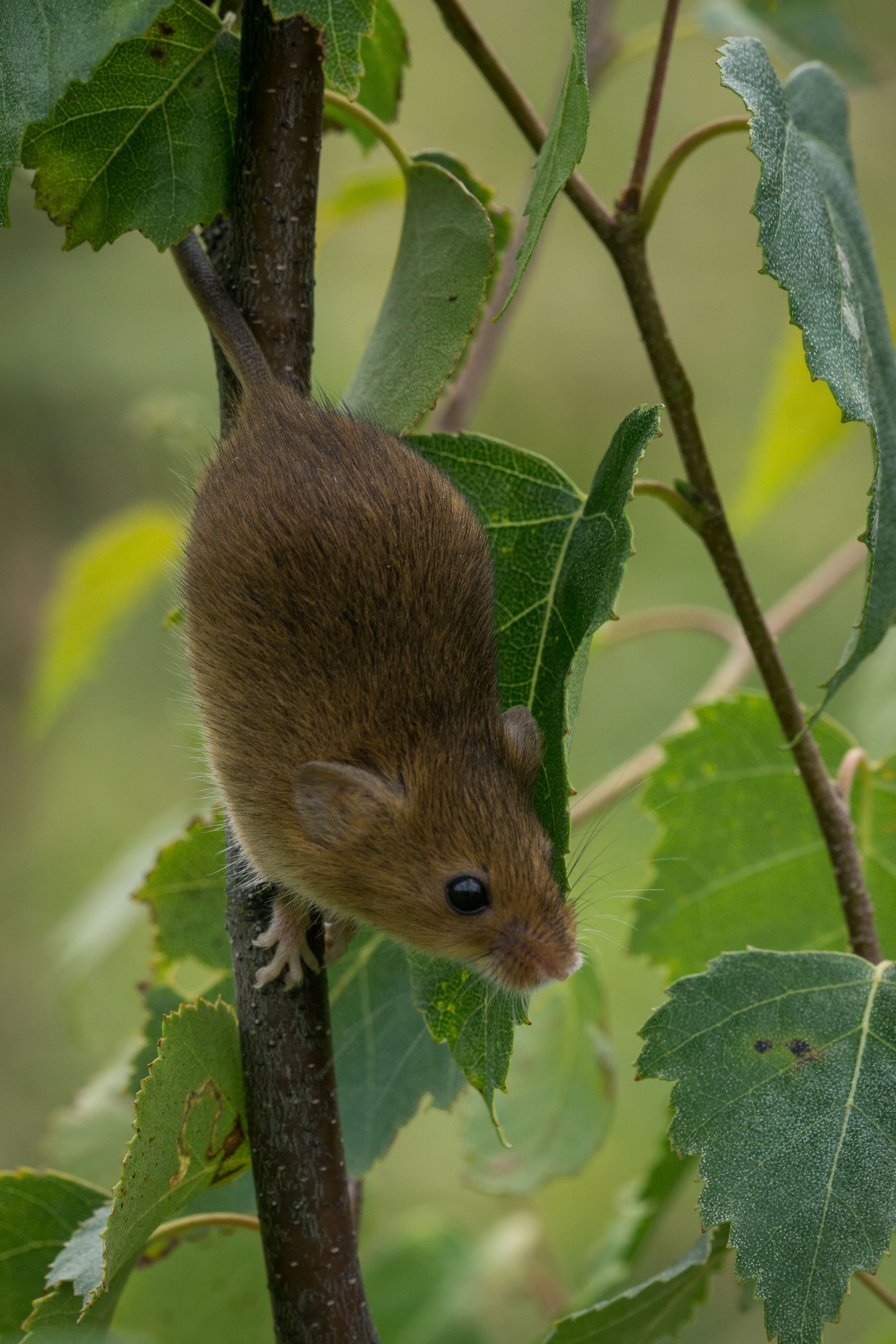 photograph of a rodent climbing a tree