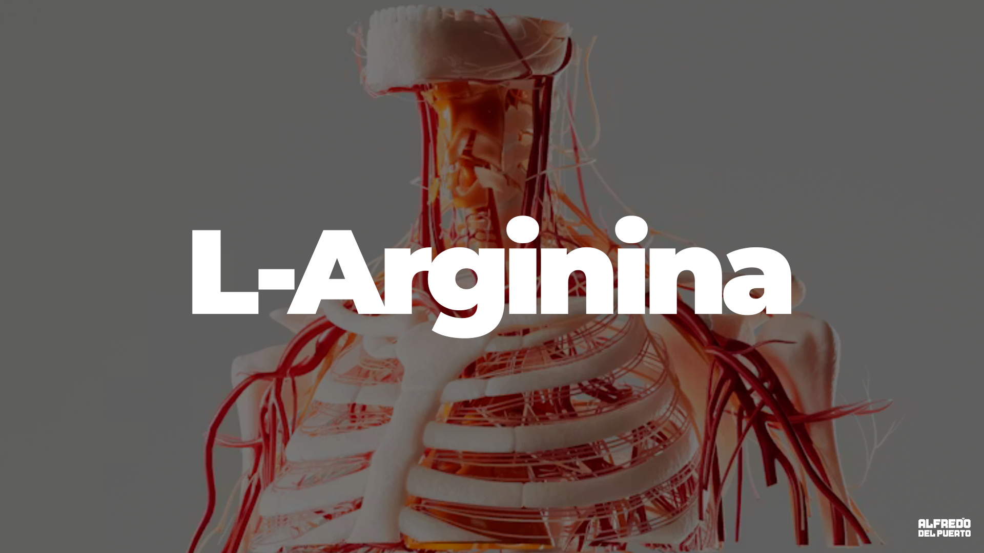 sistema circulatorio L-Arginina
