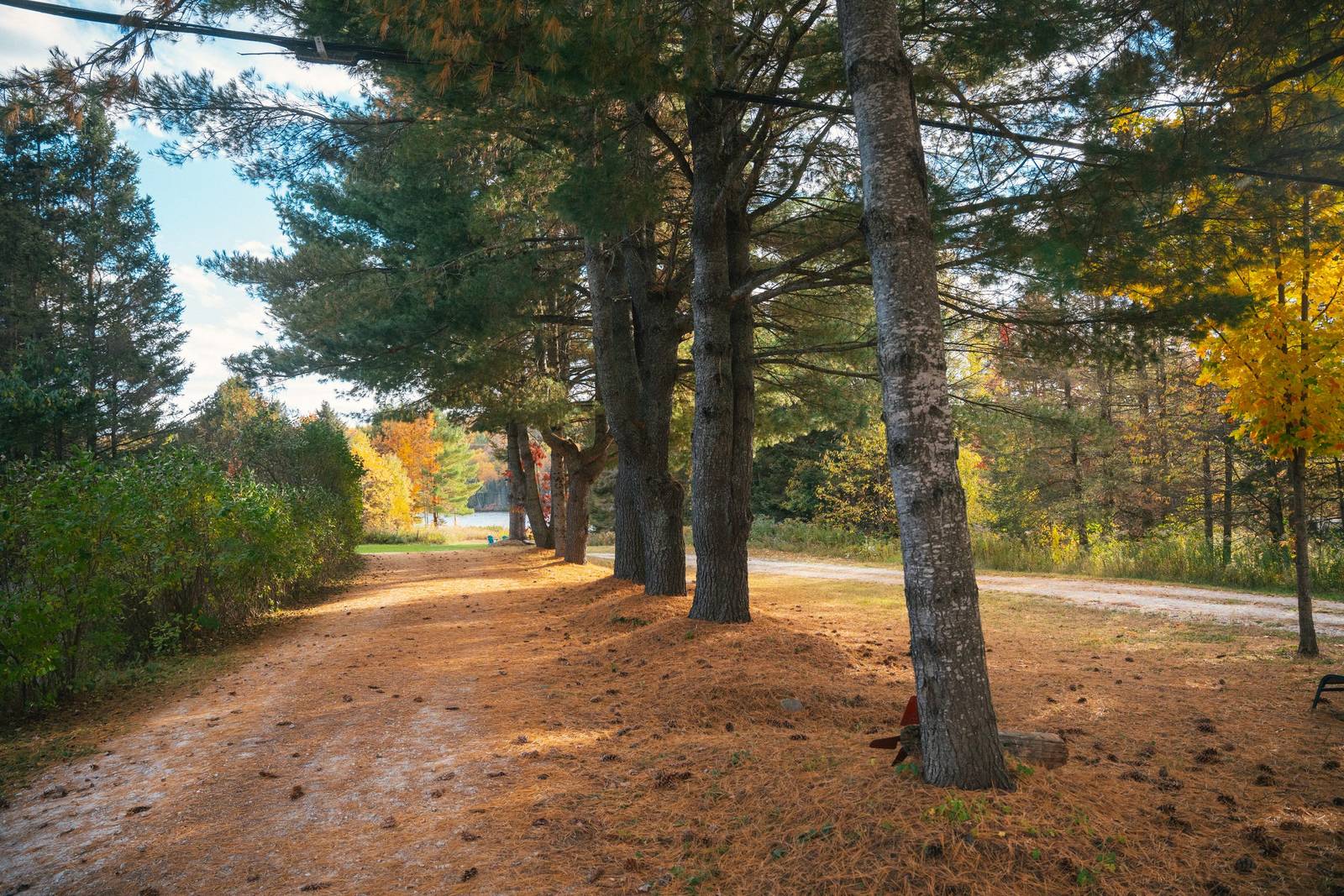Allée bordée d’arbres sur la propriété de 185 acres, The Boar's Nest