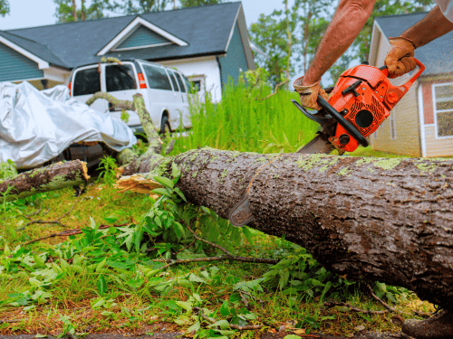 Hockley Tree Removal