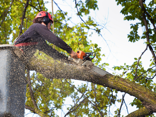 Tree Removal in Magnolia