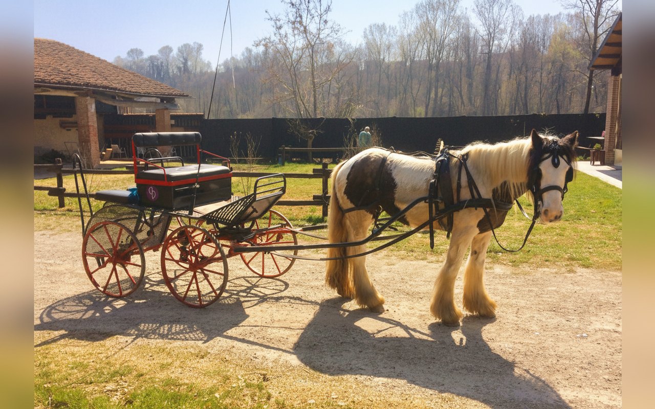 Carrozza con cavallo per le passeggiate nei dintorni