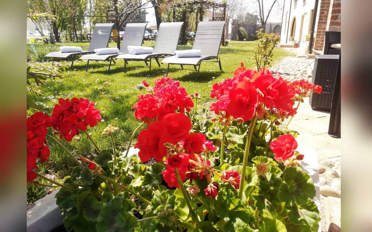 Lettini in giardino tra i gerani rossi