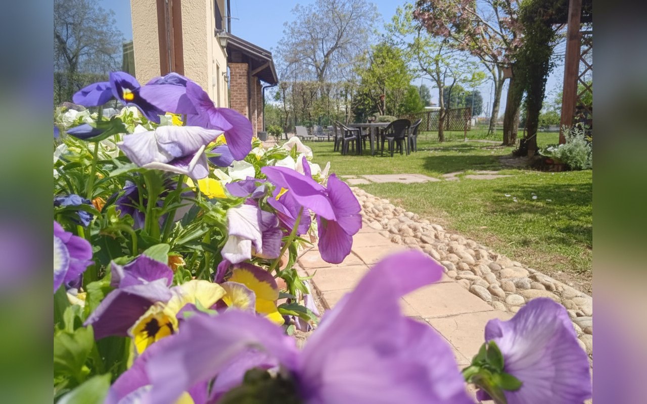 Viole in fiore in giardino