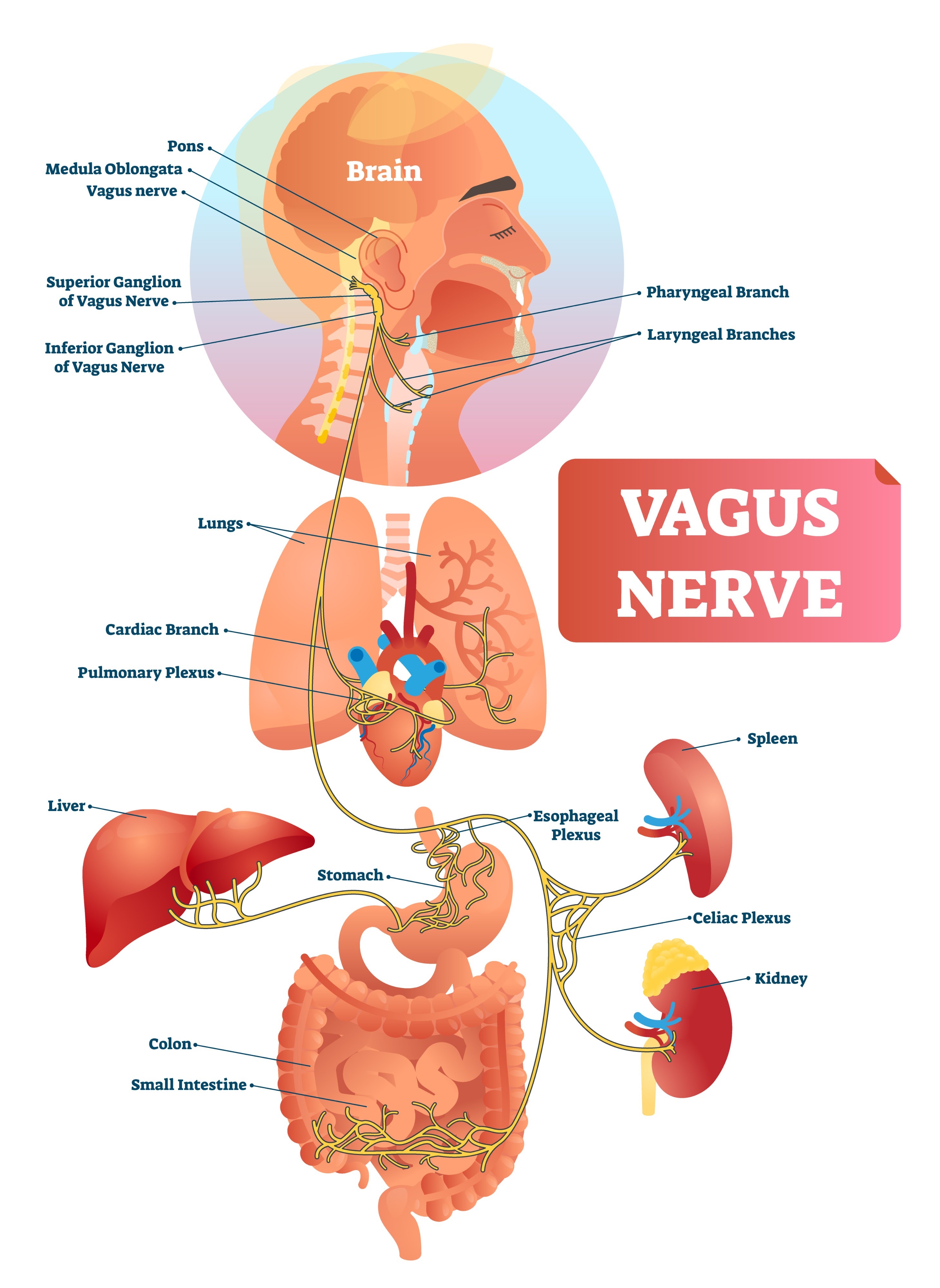 Vagus Nerve Map