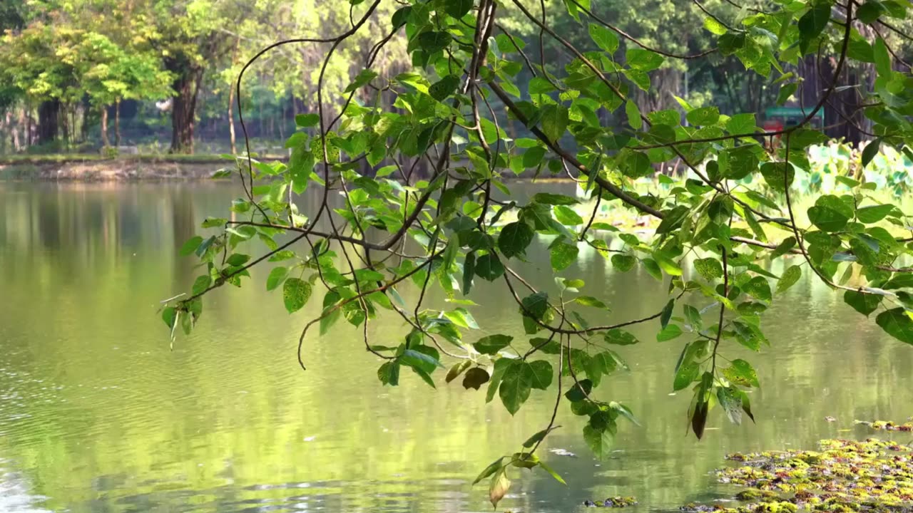 Sunlit leaves hanging over a calm green pond, evoking peaceful breathing and fresh air