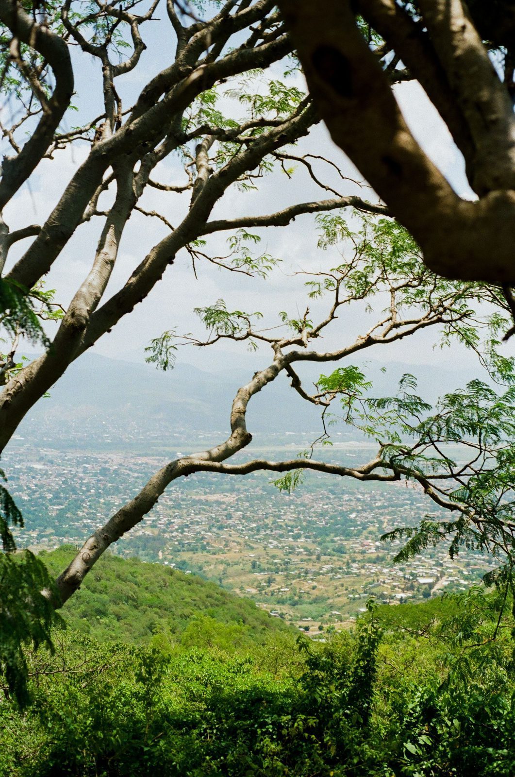 The Oaxaca valley in summer seen through green tree branches, the city spread across the valley floor