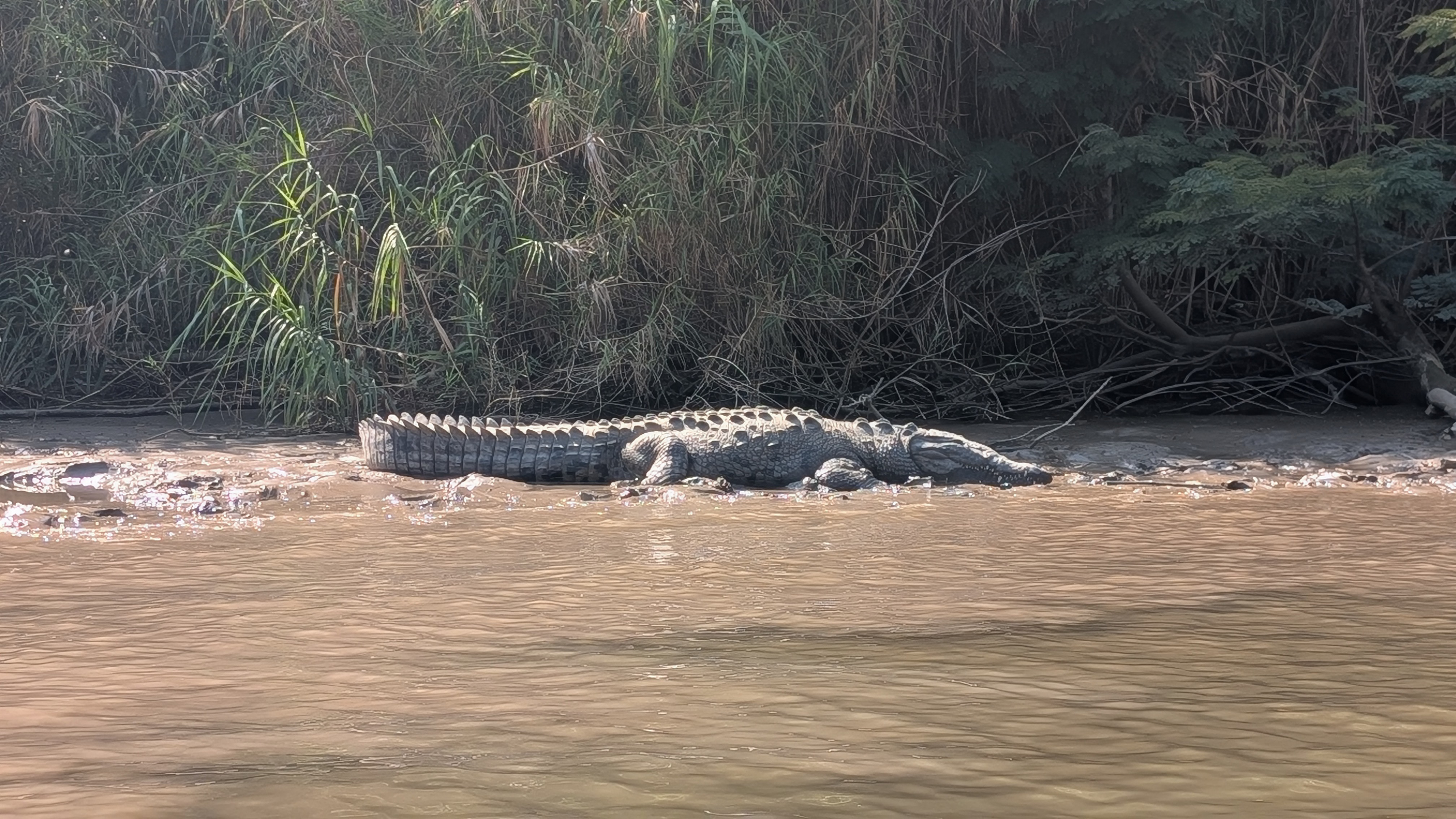 a crocodile that you will see during the tour of sumidero canyon