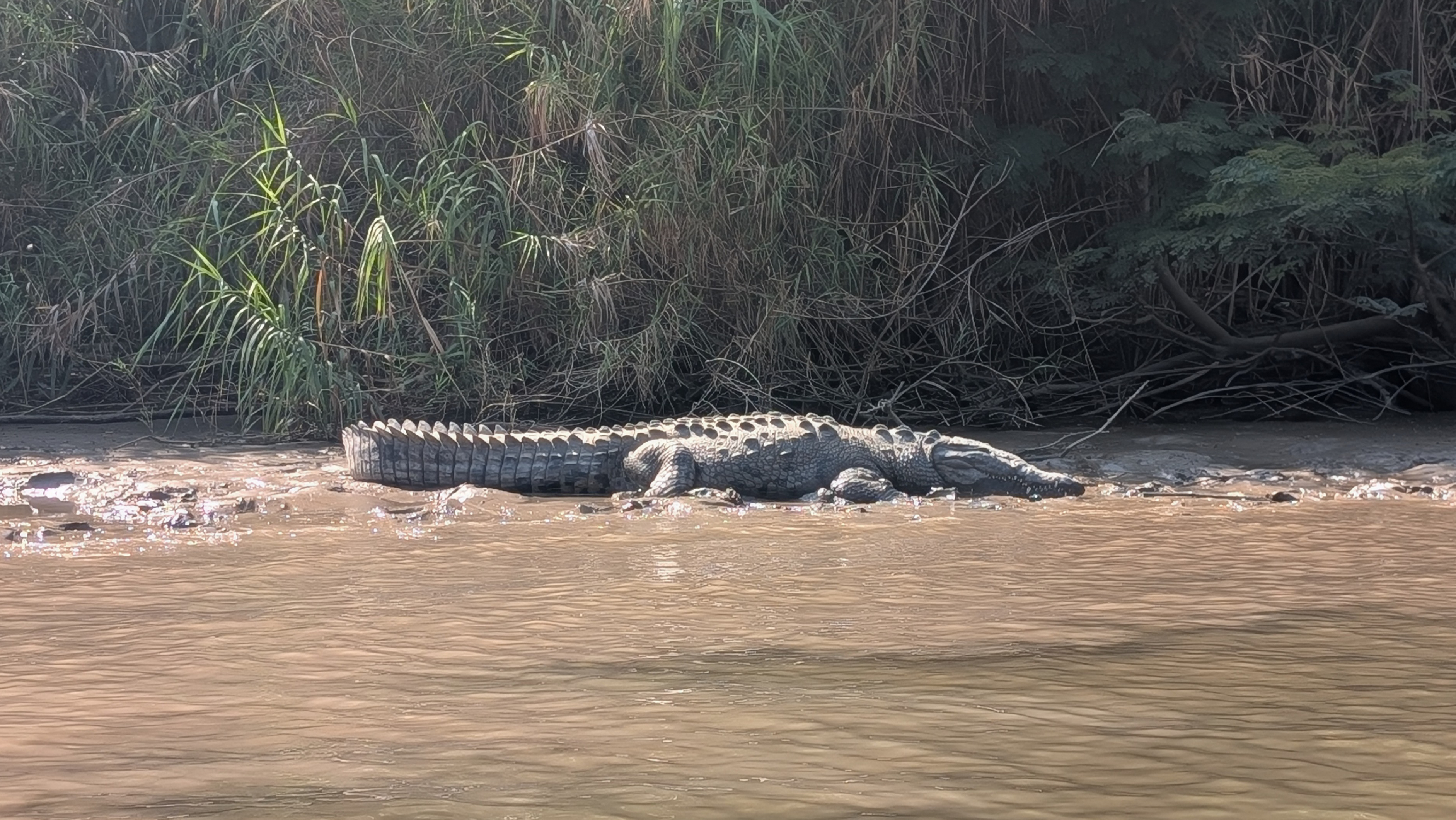 A crocodile during the Canyon Sumidero Tour in Chiapa de Corzo