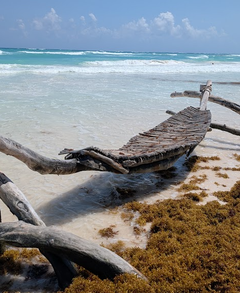 Seaweed on the beach in tulum mexico