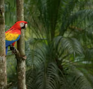 scarlet macaw in aluxes exopark near palenque ruins