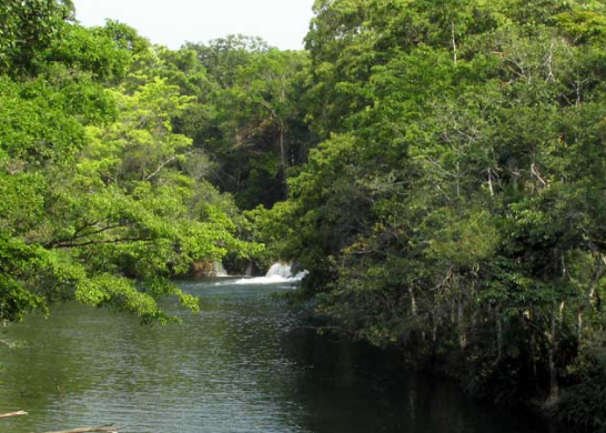 river with jungle on both sides in lacandona jungle