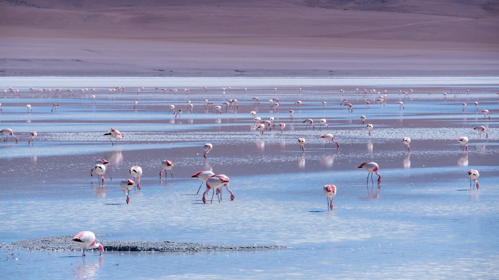 A flock of pink flamingos wading in the shallow salt flats near Las Coloradas or Río Lagartos A flock of pink flamingos wading in the shallow salt flats near Las Coloradas or Río Lagartos