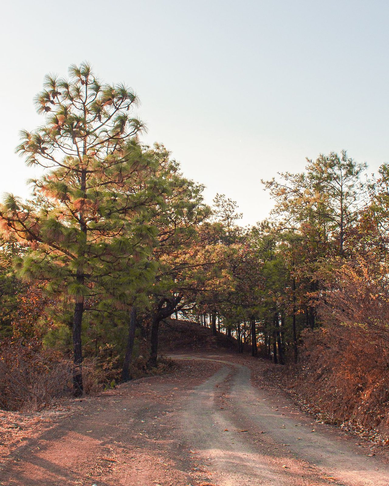 An unpaved road winding through pine forest in the Oaxaca highlands