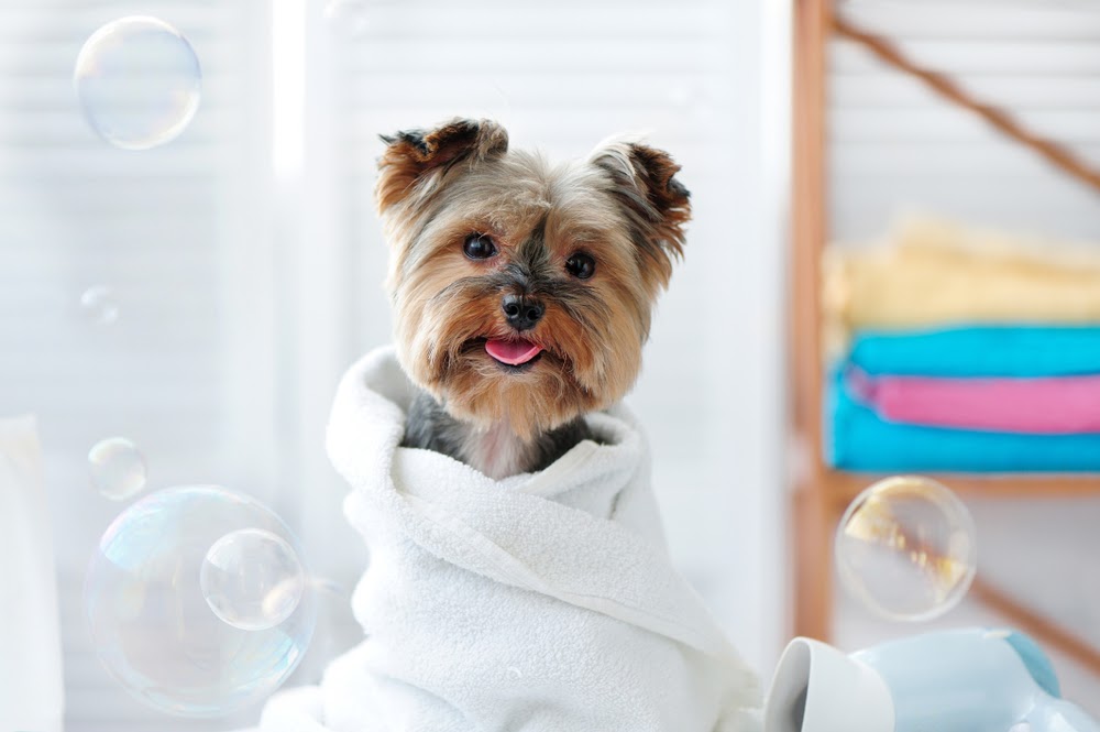A dog at Happi Pup Spa
