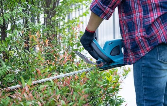 Santa Monica Tree & Shrub Trimming