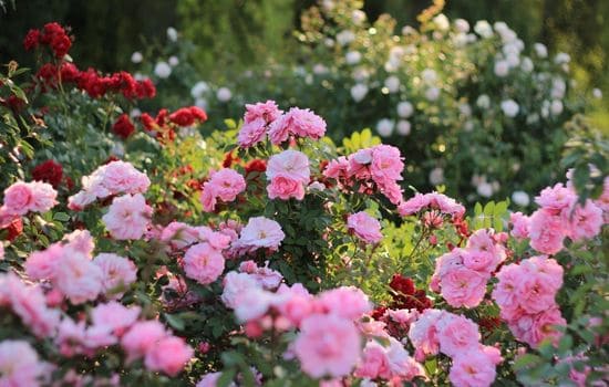 Lawn Care & Maintenance
