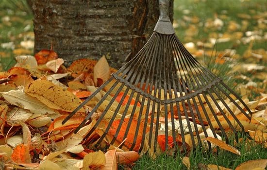 Lawn Care & Maintenance