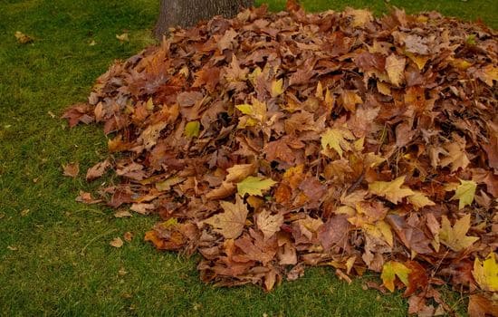 Lawn Care & Maintenance