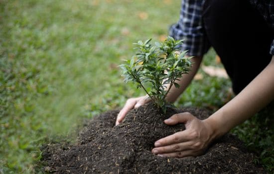 Lawn Care & Maintenance