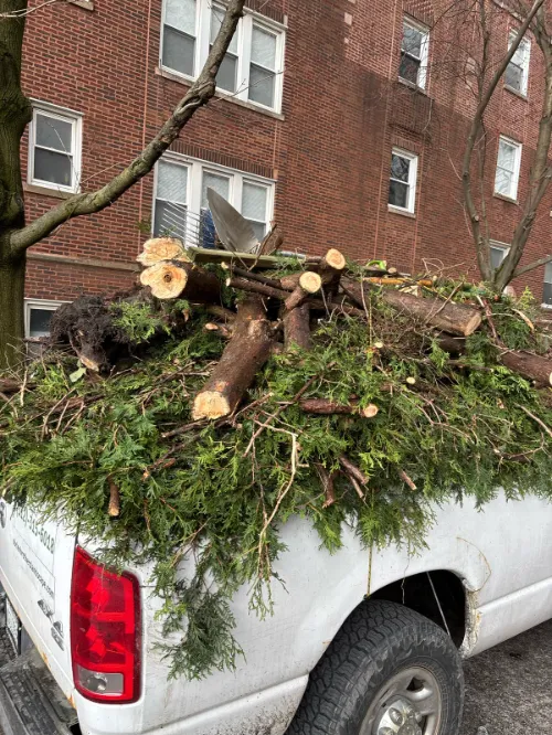 Tree Removal Andersonville