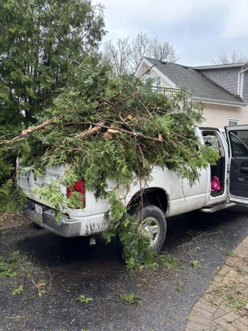 Lincoln Square Tree Removal