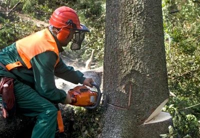 Tree Removal in Andersonville