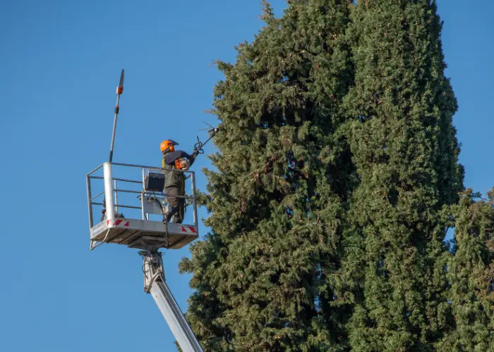 Tree trimming and pruning service