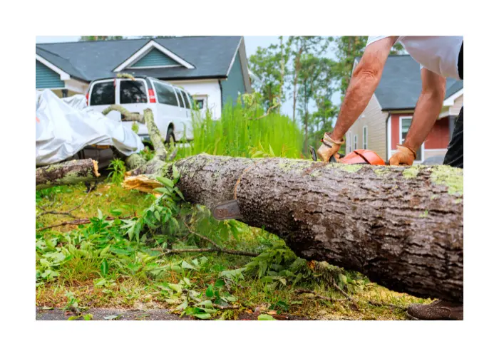 Tree removal service in the Mahoning Valley