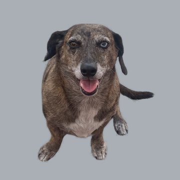 Zoe, the office dog